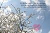 Postkarte mit wunderschönen Blumenmotiven Kirschblüte  "Freunde "