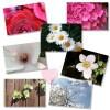 Postkarte mit wunderschönen Blumenmotiven