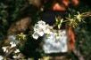 Postkarte mit wunderschönen Blumenmotiven - Kirschblüte