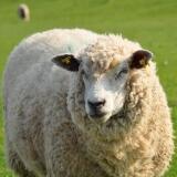 Was ist eigentlich (Schaf)Wolle?