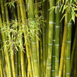 Garne mit Bambus