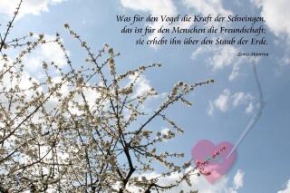 Postkarte mit wunderschönen Blumenmotiven Kirschblüte "Freunde "