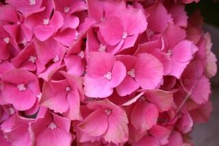 Postkarte mit wunderschönen Blumenmotiven pinke Hortensie