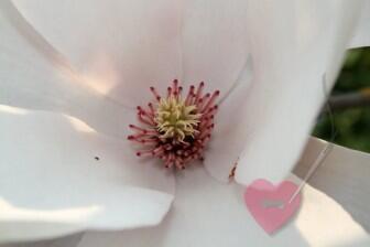 Postkarte mit wunderschönen Blumenmotiven Magnolienblüte