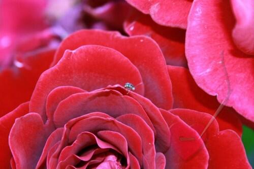 Postkarte mit wunderschönen Blumenmotiven rote Rose