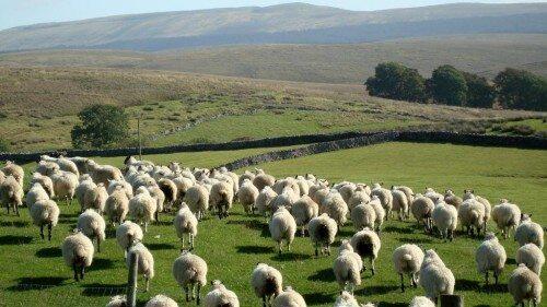 Rosy_Green_Wool_DSC01832_3_kk