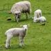 Diverse Schafe