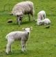 Diverse Schafe
